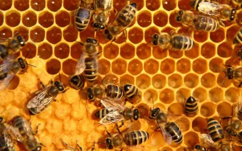 Abejas trabajando en panal, un recordatorio del día mundial abejas.