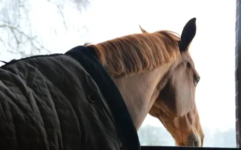 Cheval brun à la crinière rousse, portant une couverture, regardant dehors. Une pension de chevaux à éviter, le regard mélancolique.
