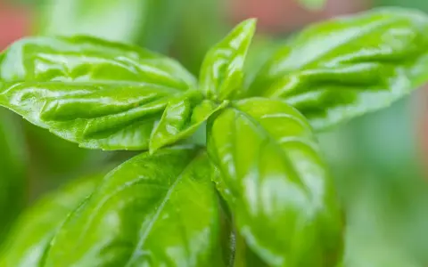 Frischgrüne Basilikumblätter, bereit zum Basilikum ernten für ein duftendes Pesto.