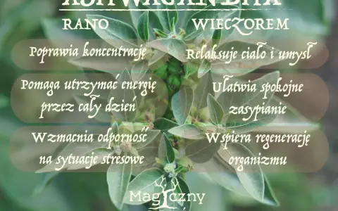 Ashwagandha rano poprawia koncentrację, wieczorem ułatwia zasypianie. Kiedy brać? Rano dla energii, wieczorem dla relaksu.
