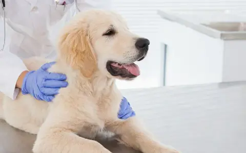 Giardia beim Hund: Symptome erkennen und rechtzeitig handeln