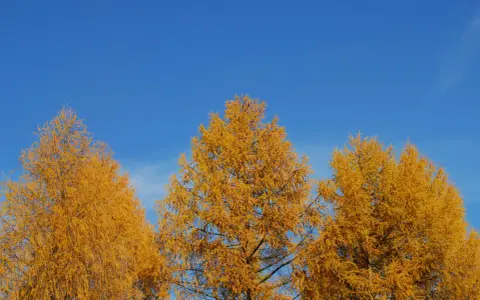 Złote modrzewie na tle błękitnego nieba. Bieszczady jesienią, widok na Solinę.