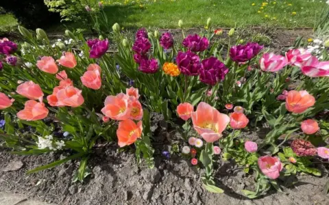 Różowe i fioletowe tulipany po przekwitnięciu, z pojedynczymi kwiatami w pełnym rozkwicie, tworzą barwną rabatę.