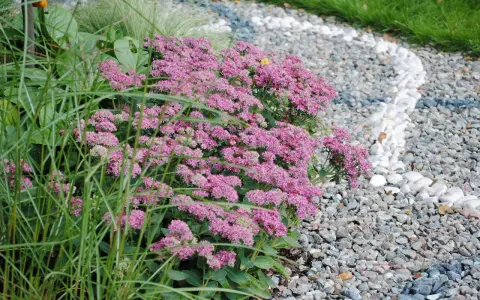 Ett kärleksträd av rosa blommor blommar vid en grusgång med vita stenar.