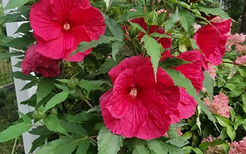 Piękny, rozłożysty hibiskus krzew z wieloma dużymi, karminowymi kwiatami i zielonymi liśćmi.