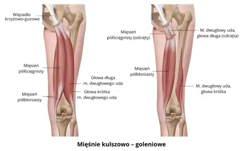 Anatomia mięśni kulszowo-goleniowych: mięsień półścięgnisty i półbłoniasty, głowy mięśnia dwugłowego uda.