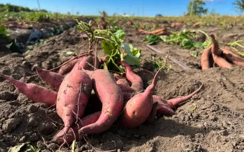 Färska, röda sötpotatisar ligger uppgrävda ur jorden på ett fält. En del av plantan syns fortfarande.