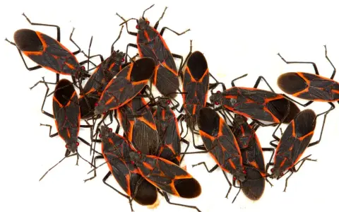 A cluster of boxelder bugs, showcasing their distinctive black and red markings, hinting at their fascinating boxelder bug life cycle.