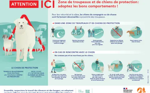 Attention, zone de chiens de protection ! Mon chien a fait tomber une personne, mais il protège le troupeau. Respectez les règles.