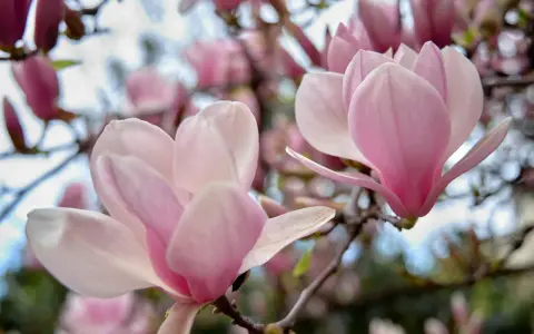 Delikatne, różowe kwiaty magnolii na gałęziach. Czego nie lubi magnolia? Zbyt silnego wiatru, który mógłby uszkodzić jej piękne płatki.