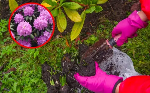 Różowe kwiaty rododendronów zachęcają do sadzenia. Rękawiczki i łopatka pomogą Ci w tym zadaniu.