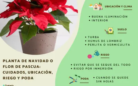 Planta de Navidad o flor de pascua en maceta, con consejos de cuidados: ubicación, riego y poda. El significado de la flor de pascua se asocia a la Navidad.