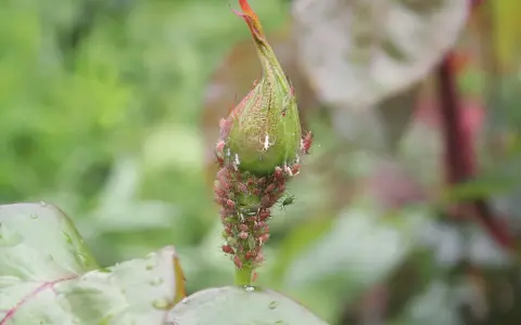 Un bouton de rosier envahi par des pucerons. Un remède de grand-mère est peut-être nécessaire pour sauver cette plante.