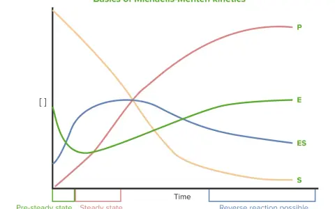 Diagramm zeigt Konzentrationen von Substrat (S), Produkt (P), Enzym (E) und Enzym-Substrat-Komplex (ES) über die Zeit. Die Michaelis-Menten-Konstante ist hierbei zentral.