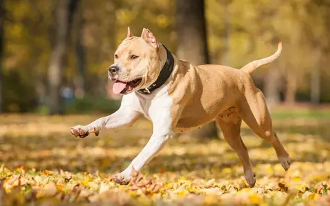 Amstaff ma sierść czy włosy? Poznaj tajemnice ich pielęgnacji