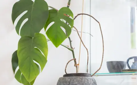 Monstera mit langen, braunen Luftwurzeln, die sich um den Topf schlängeln. Grüne Blätter mit charakteristischen Schlitzen.