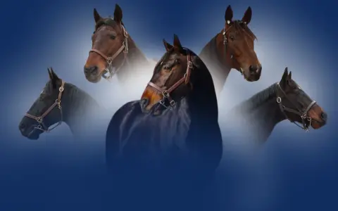 Cinq têtes de chevaux, dont un magnifique etalon cheval noir au premier plan, se détachent sur un fond bleu dégradé.