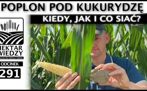 Rolnik pokazuje kolbę kukurydzy i bryłę ziemi, omawiając poplon pod kukurydzę.