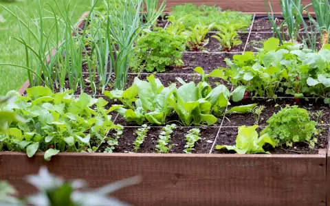 Un carré potager bien organisé, idéal pour fabriquer son propre potager. On y voit des oignons, des épinards, des radis et du persil.