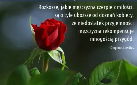 Czerwona róża i cytat o tym, jak mysla mezczyzni, że rekompensują sobie brak głębszych doznań miłosnych licznymi przygodami.