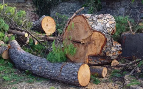 Duże pnie drzew leżą na ziemi, otoczone gałęziami i igliwiem. Wygląda na to, że nastąpiła wycinka drzew bez zgłoszenia.