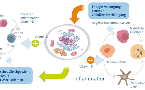 Vitamin D beeinflusst Immunzellen. Ein Mangel kann zu Entzündungen und Atemnot führen, da Reparaturmechanismen gestört sind.