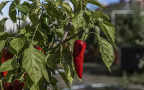 Röda och gröna chilis, Capsicum annuum, hänger mogna på en gren i solljus.