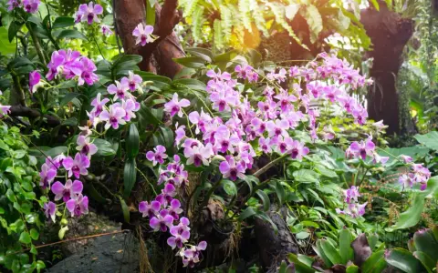 Ramos de orquídeas de exterior, con flores rosadas y moradas, cuelgan de un tronco cubierto de musgo y rodeado de exuberante vegetación.