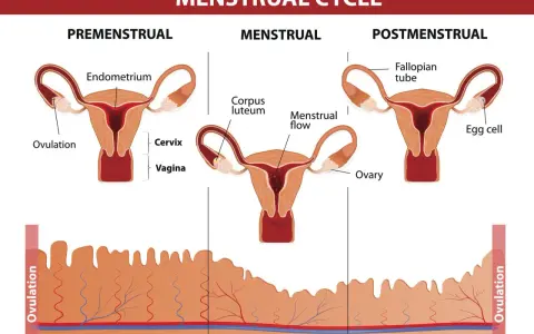 Cykl menstruacyjny: faza lutealna objawy. Pokazuje macicę, jajniki i zmiany w endometrium, związane z hormonami.