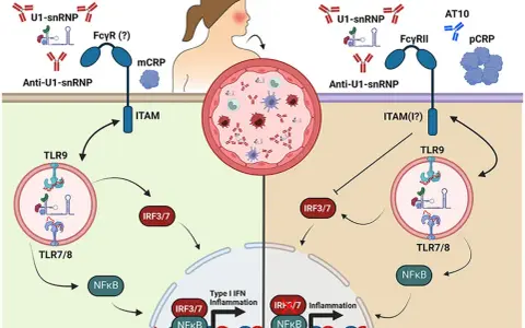 Schema illustra meccanismi infiammatori mediati da anticorpi anti-U1-snRNP e proteina C reattiva (pCRP).