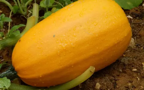 Courge spaghetti mûre, recouverte de gouttes de rosée, prête à être récoltée dans le potager.
