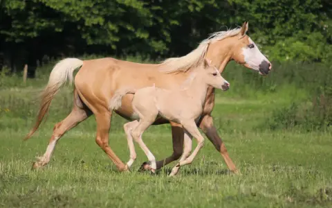 Une jument et son poulain, tous deux d'un magnifique pelage doré, galopent dans un pré verdoyant. Le poulain, un vrai demi-sang arabe, suit sa mère avec agilité.
