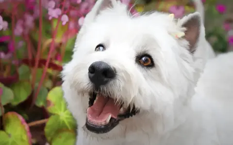 Czy west highland white terrier gubi sierść? Oto prawda o pielęgnacji