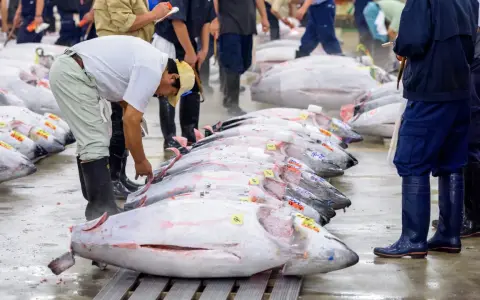 Mercato del pesce con file di tonni enormi, forse il tonno più grande mai pescato, pronti per la vendita.