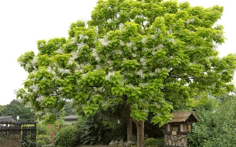 Ein blühender Baum, der wie ein frisch gepflanztes Wunder aussieht, mit weißen Blüten und grünen Blättern.