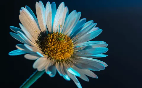 Pétales de marguerite baignés de lumière bleue, une idée photo créative pour capturer la beauté éphémère.