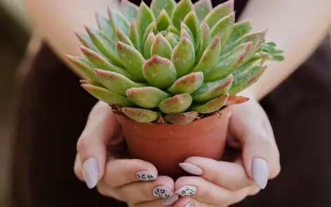 Manos sostienen una maceta con una hermosa planta crasa verde y rosada.
