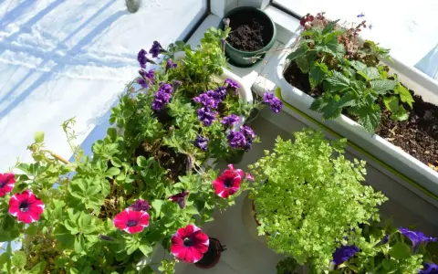 Blommor i krukor på en balkong utan tak. Solen lyser på snö utanför.