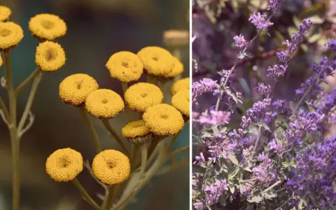 Gelbe Blüten (wahrscheinlich Rainfarn) und lila Blüten (wahrscheinlich Katzenminze) – welche Pflanzen vertreiben Zecken?
