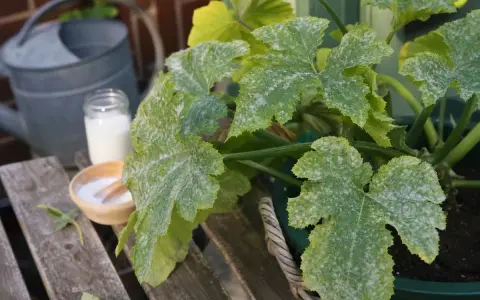 Zucchini-Blätter mit Mehltaubefall. Eine Gießkanne und eine Schale mit weißem Pulver deuten auf eine Behandlung mit Essig gegen Mehltau hin.