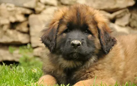 Uroczy szczeniak leonberger leży na trawie. Zastanawiasz się nad jego ceną?