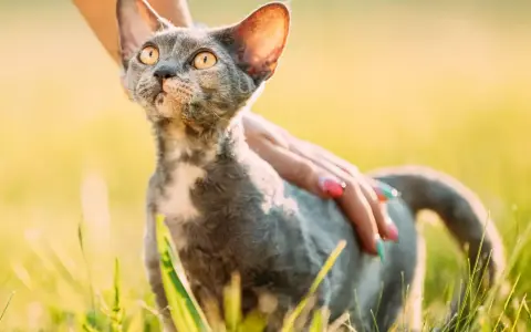 Czarny Devon Rex – niezwykły kot o wyjątkowym charakterze i pielęgnacji