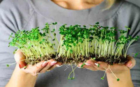 Manos sostienen brotes verdes recién germinados. Un ejemplo perfecto de como germinar semillas para tener alimentos frescos.