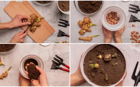 Pasos para plantar jengibre: cortar trozos, añadir arcilla expandida y tierra, y colocar los rizomas en la maceta para que germinen.