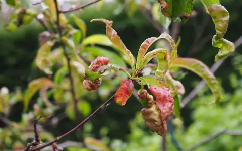 Feuilles de pêcher déformées et rouges, signe d'une maladie.