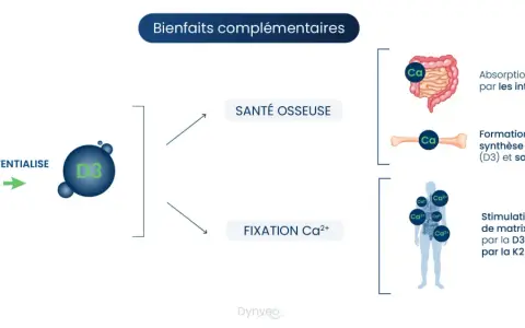 La vitamine K2 potentialise la D3 pour la santé osseuse : absorption du calcium, formation de l'os et fixation du calcium.