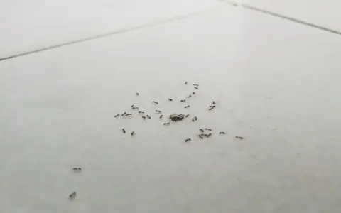 Un grupo de hormigas muy pequeñas se mueve sobre baldosas blancas, algunas juntas, otras dispersas.