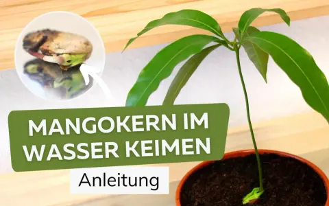 Ein Keimling wächst aus einem Mangokern, der im Wasser keimt. Anleitung zum Mangokern einpflanzen.