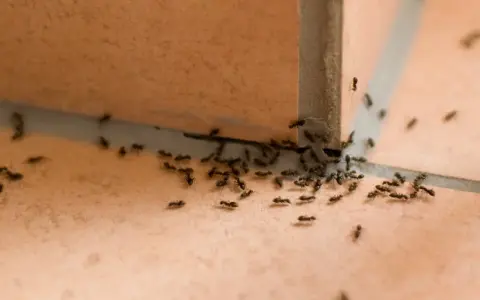 Mrówki maszerują po pomarańczowych płytkach. Czego nie lubią mrówki? Czystości i braku okruszków, które tu wyraźnie się pojawiły.