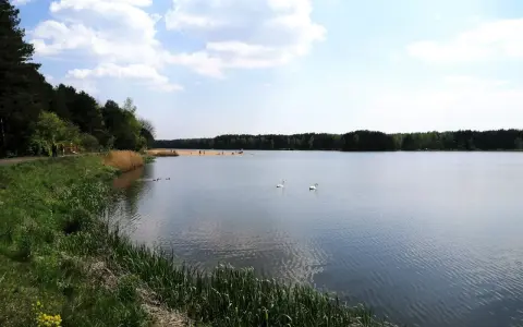 Spokojny zbiornik zielona woda, dwa łabędzie pływają, na brzegu las i plaża z ludźmi.